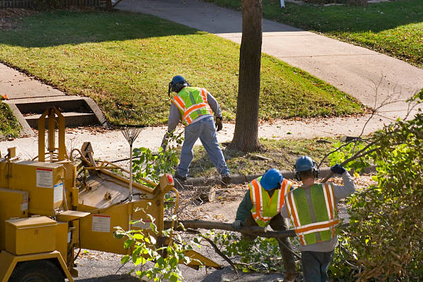 The Steps Involved in Our Tree Care Process in Morrisonville, IL